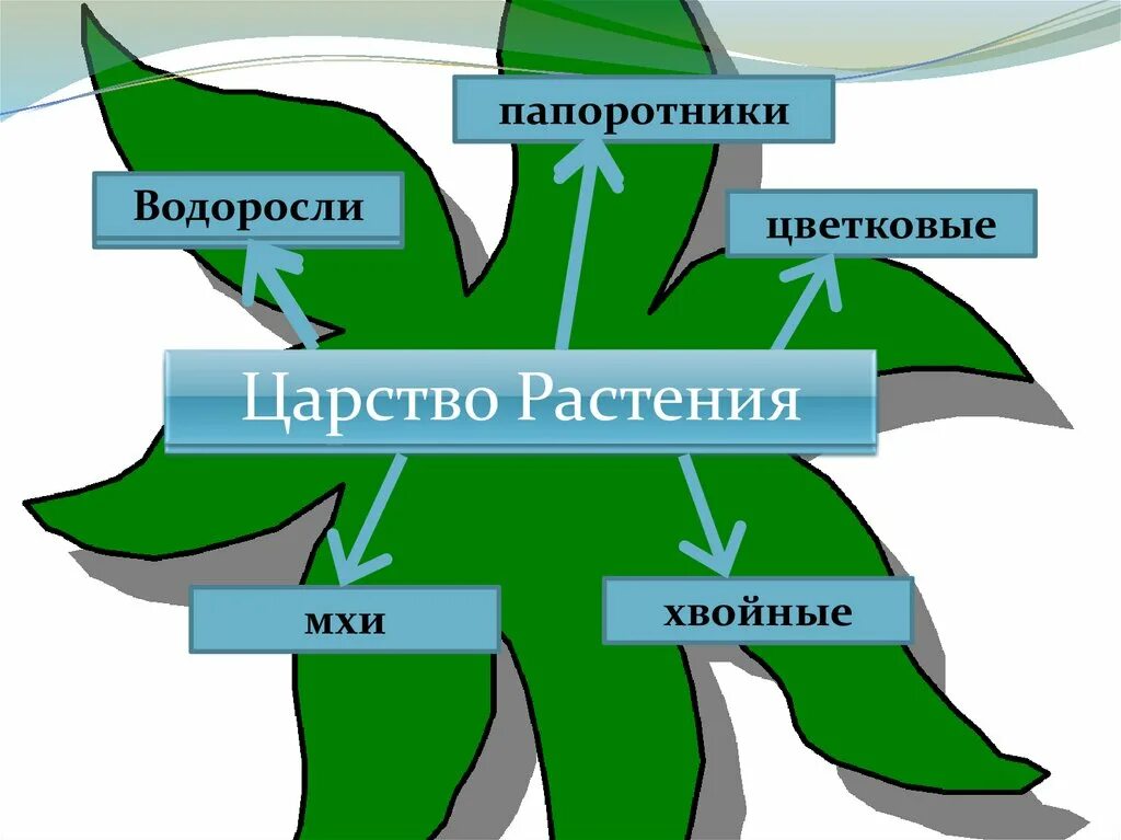 Процессы в жизни растений 5 класс биология. Царство растений. Царство растений 5 класс. Проект царство растений. Биология 5 класс схемы.