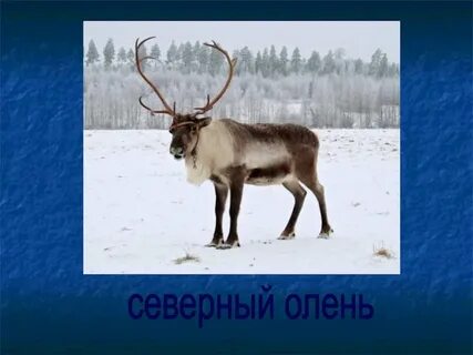 Северная кл