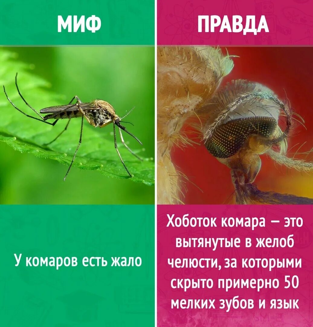 Является ли правдой