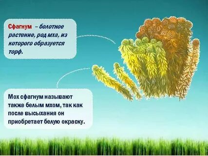 Почему сфагнум называют торфяным мохом