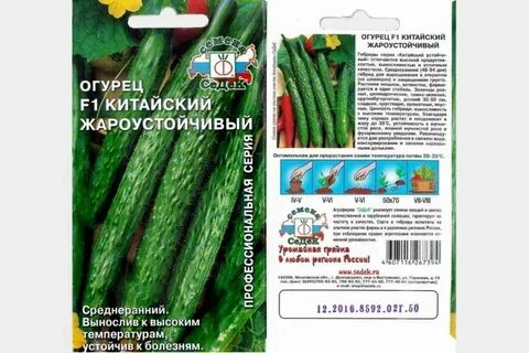 Сорт огурцов длинные китайские