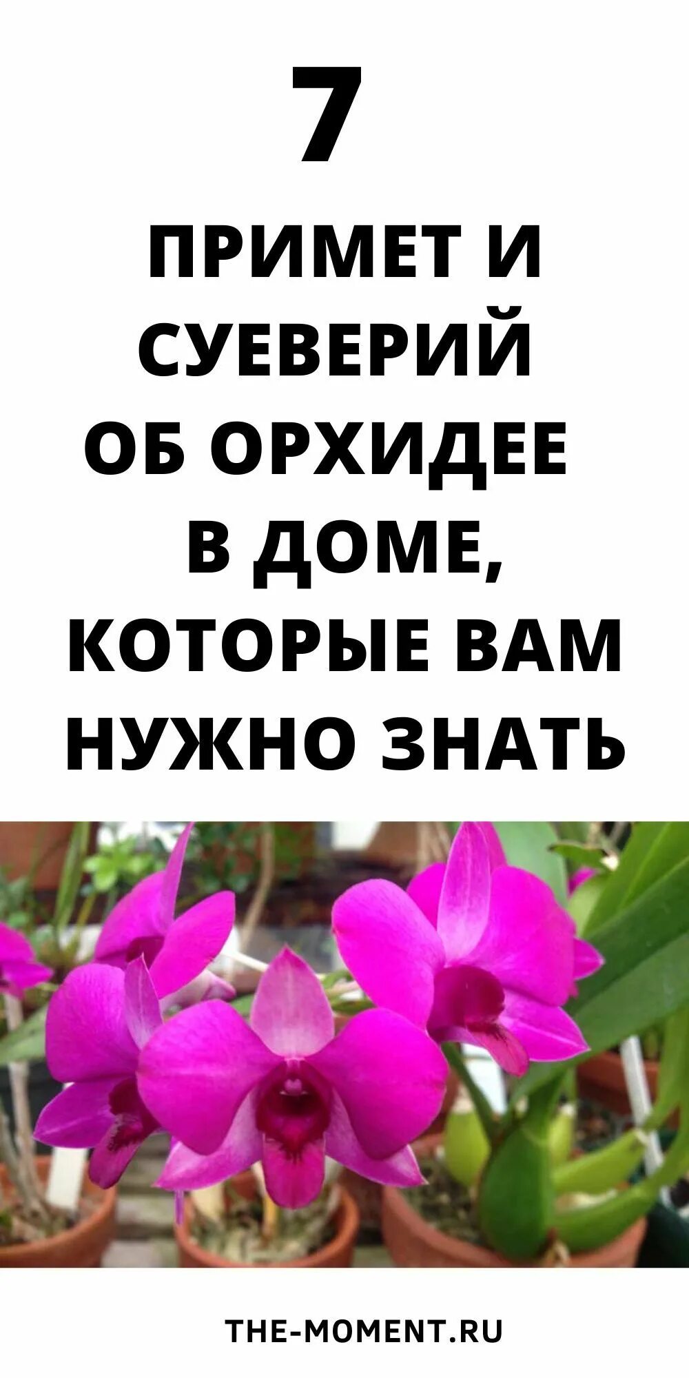 Орхидея приметы. Фаленопсис приметы и суеверия. орхидея фаленопсис приметы и суеверия. орхидея в доме приметы и суеверия.