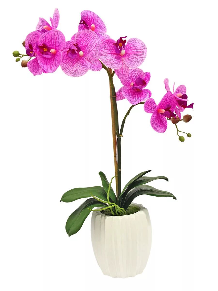 Орхидеи в горшке в самаре. Фаленопсис. Орхидея фаленопсис 1 ветка. Орхидея фаленопсис в горшке. Орхидея фаленопсис в кашпо.