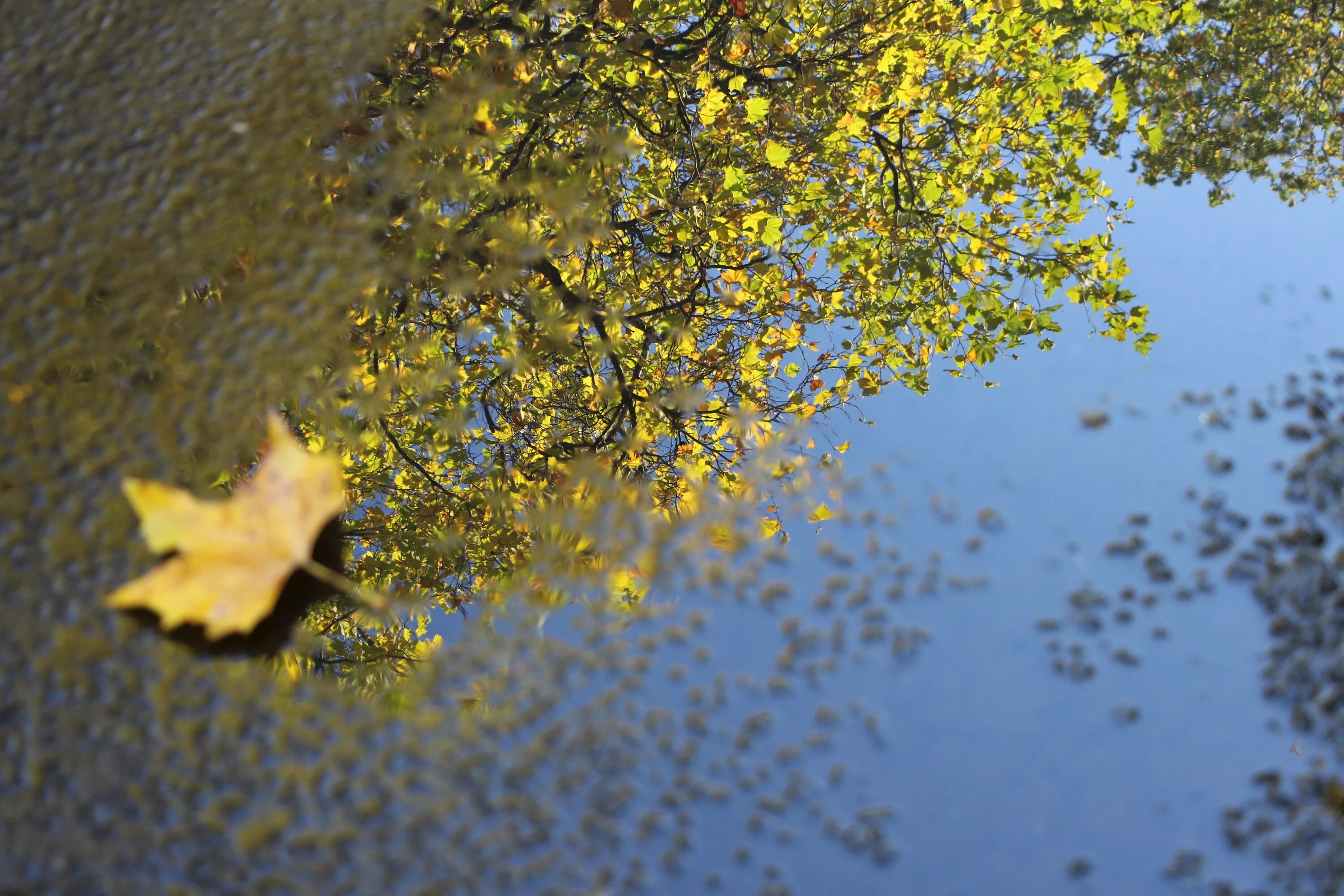 Наступил сентябрь наступила осень. Отражение осеннего дерева в луже. Осенние листья в луже. Осенние листья на воде. Осень дождь.