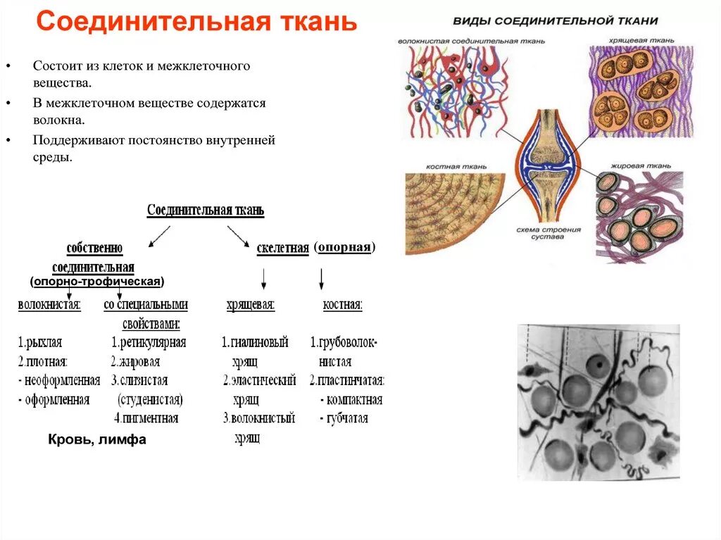 Классификация соединительной ткани гистология схема. Соединительная ткань анатомия. Типы соединительной ткани таблица. Типы клеток соединительной ткани таблица.