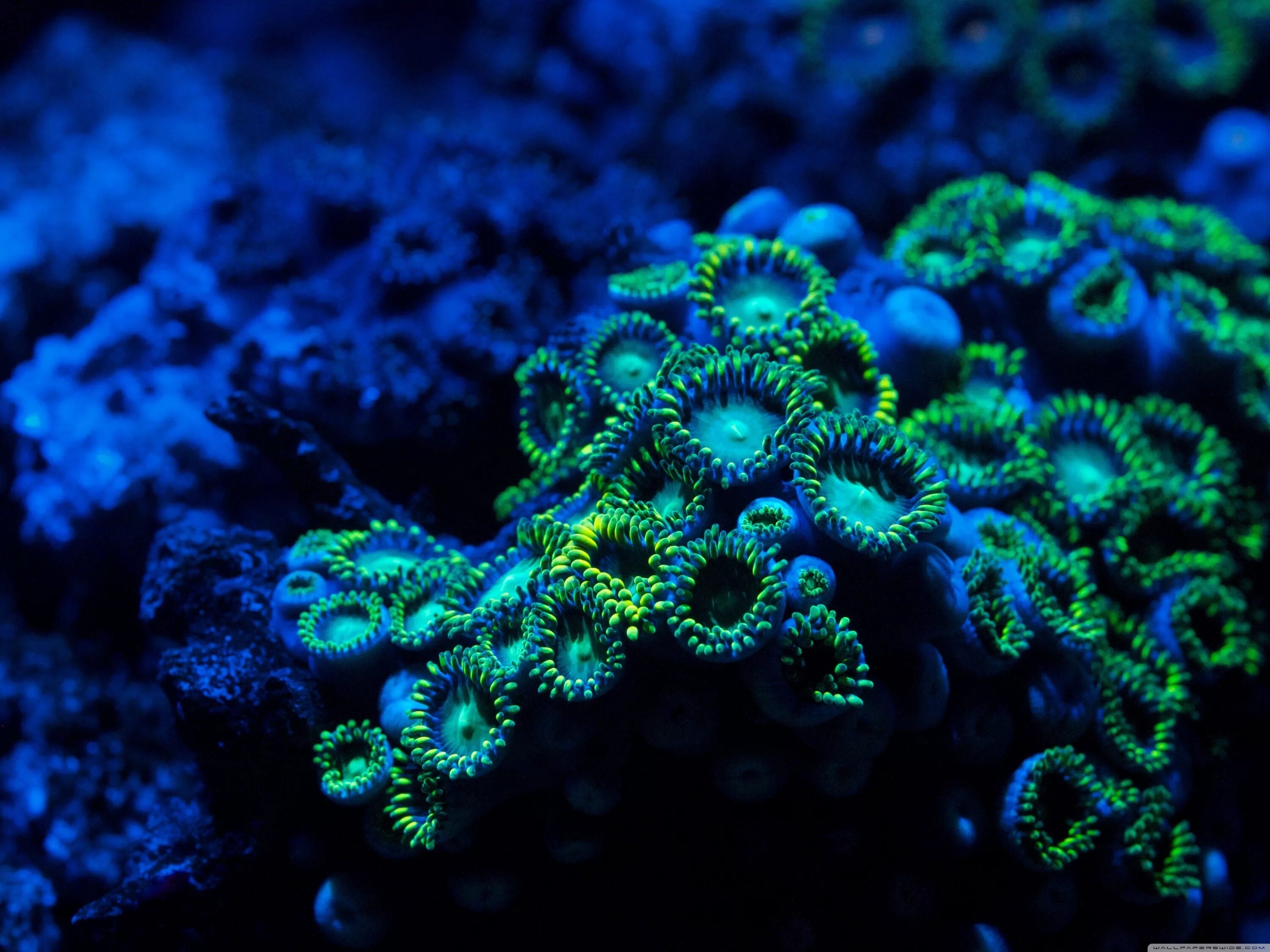 Coral blue. Голубые водоросли. Голубой коралл. Красивые кораллы. Морские кораллы.