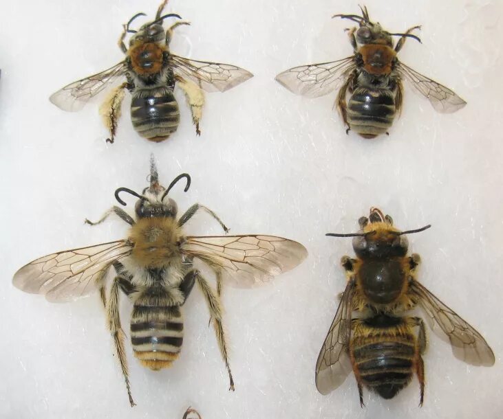 Различия пчел. Разновидности пчел. Подвиды пчел. Дикие пчелы. Домашняя пчела.