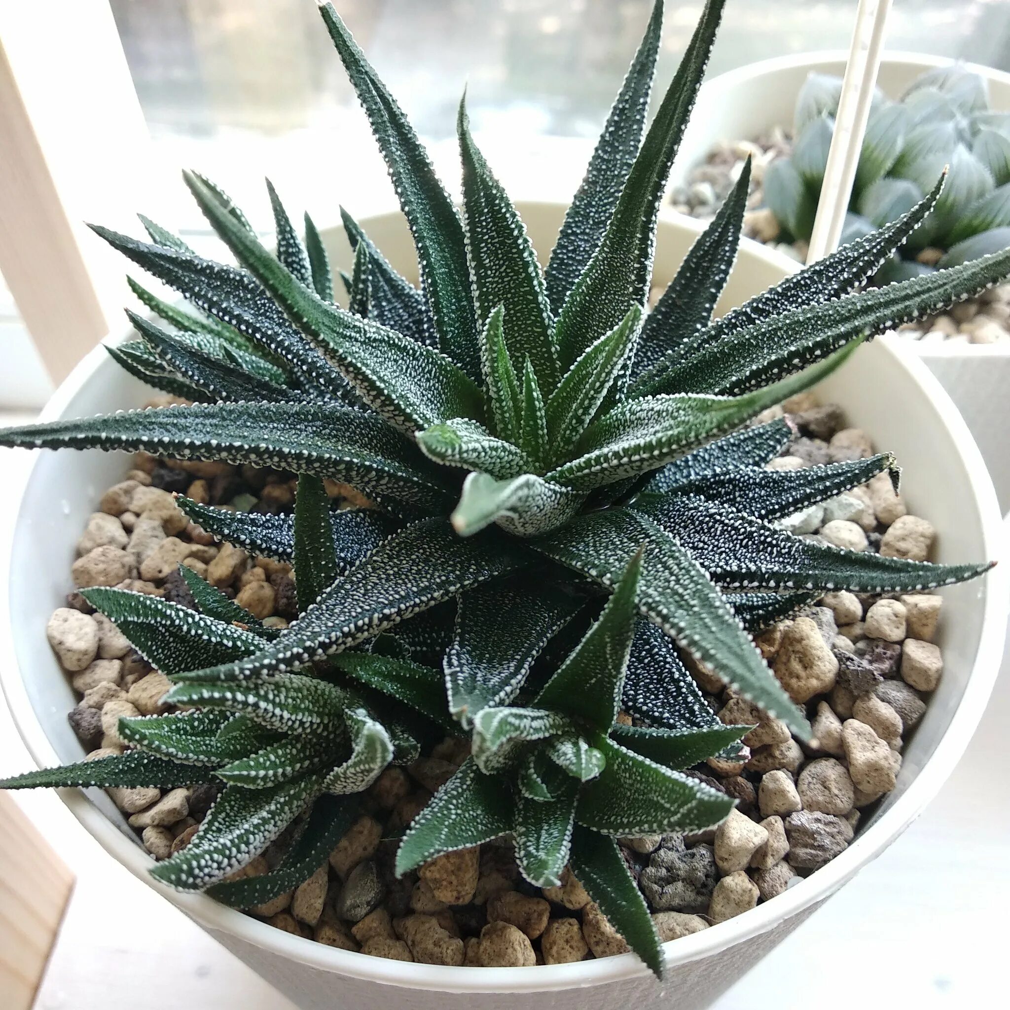 Pin van Irene Pinheiro op Plantas jardim Vetplanten