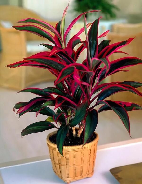 Кордилина танго. Кордилина фрутикоза танго. Кордилина Cordyline Tango. Кордилина Румба. Кордилина цветок купить