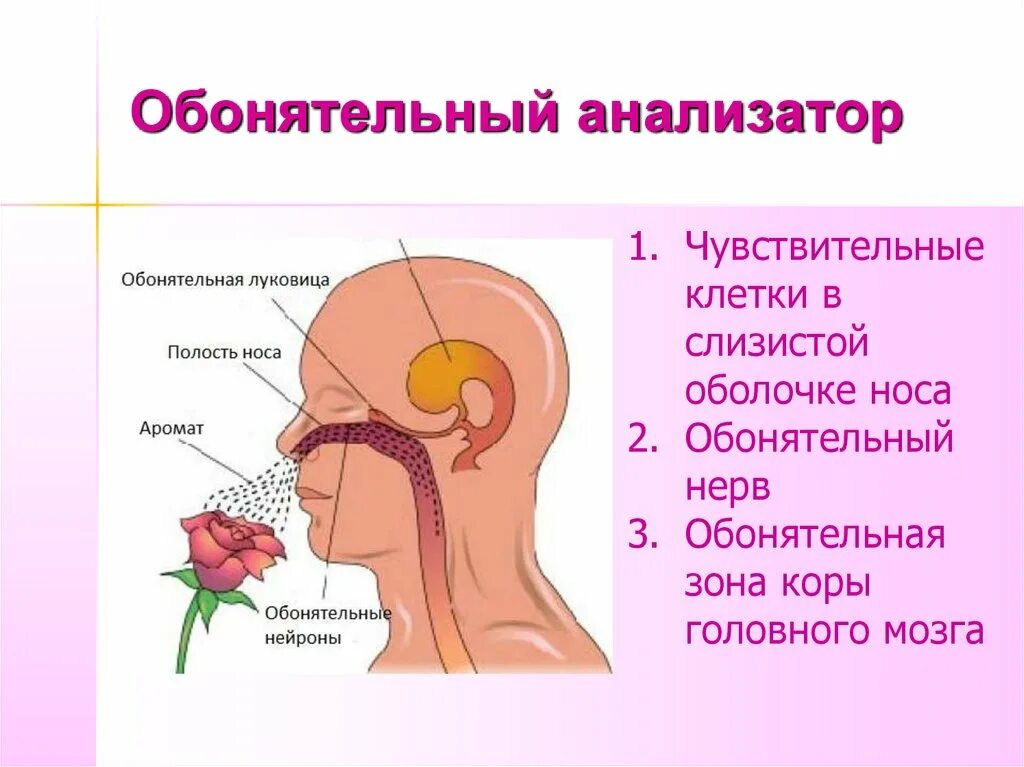 Обоняние строение. Схема анализатора обоняния. Строение анализатора обоняния. Анализатор обоняние анализатор строение. Обонятельный анализатор строение.