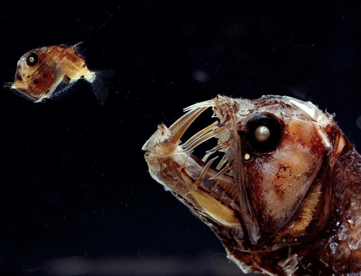 Длиннорогий Саблезуб (Anoplogaster cornuta). Хаулиод обыкновенный. Рыба удильщик Марианская впадина. Глубоководные рыбы Марианской впадины.