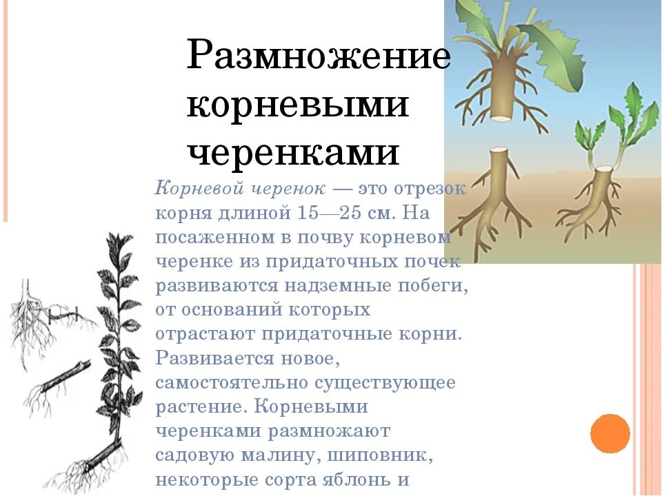 Размножается ли корень. Размножение растений корневыми черенками. Вегетативное размножение корневыми черенками. Размножение корневыми стеблями. Размножение растений стеблевыми черенками схема.