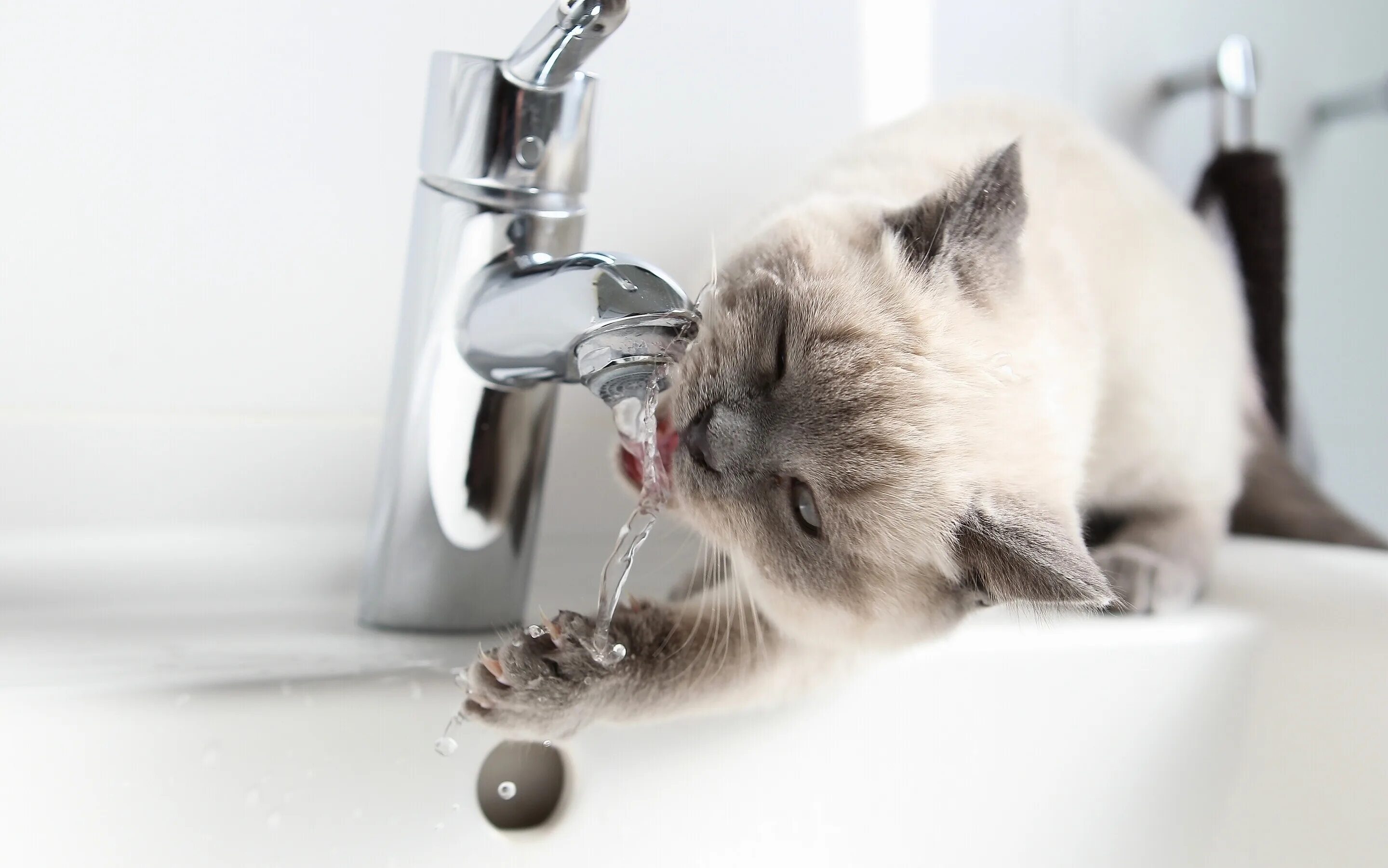 Кот открыл кран. Кошка умывается. Котенок умываетс. Котик пьет воду. Кот и кран с водой.