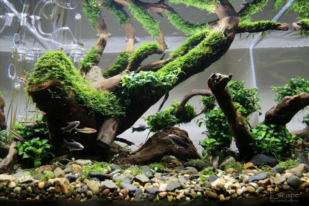 Аквариумные растения для начинающих Nature aquarium, Aquascape design, Fish tank