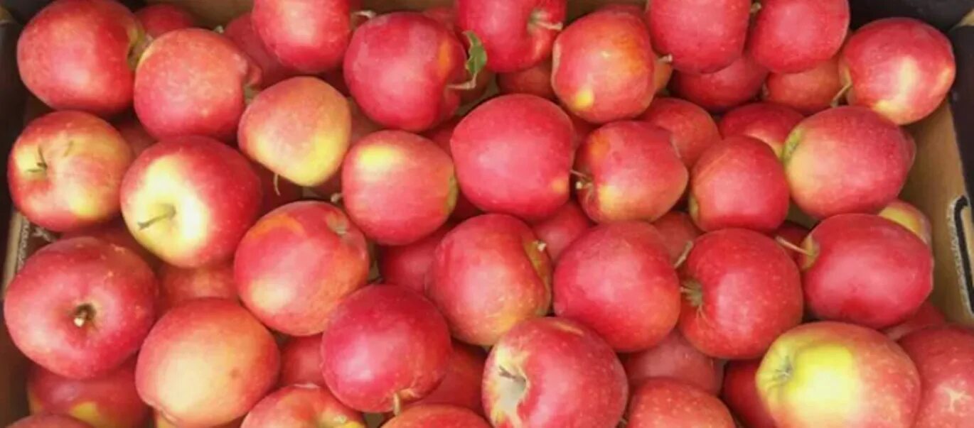 Apple poland