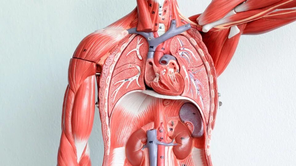 Мышцы орган человека. Мышцы внутренних органов. Внутренние органы сердце. Человеческий организм.