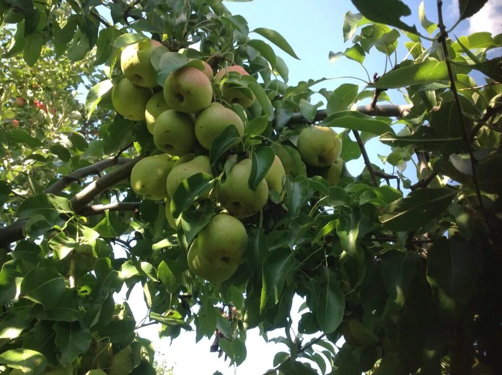 Груша осенняя Яковлева дерево. Груша"памяти Яковлева" (Pyrus "pamyati Jakovleva"). Груша любимица Яковлева. Груша памяти Яковлева дерево. Груша памяти яковлева опылители сорта