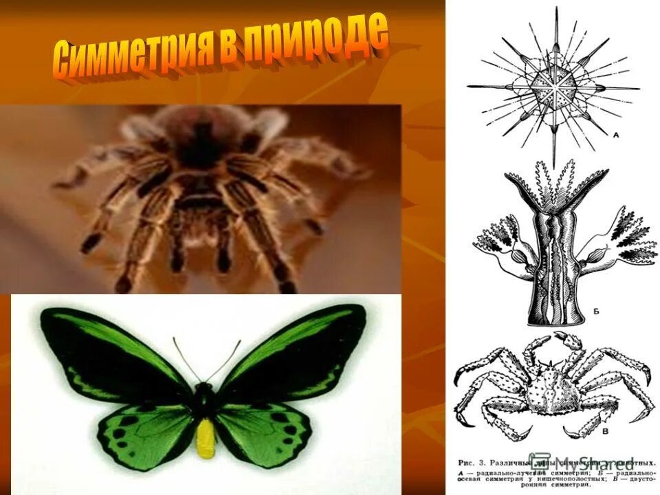 Неплохой у него симметричная форма. Сферическая симметрия у животных. формы и симметрия геологических образований. сферически симметричные функции. у него симметричная форма неплохой уй.