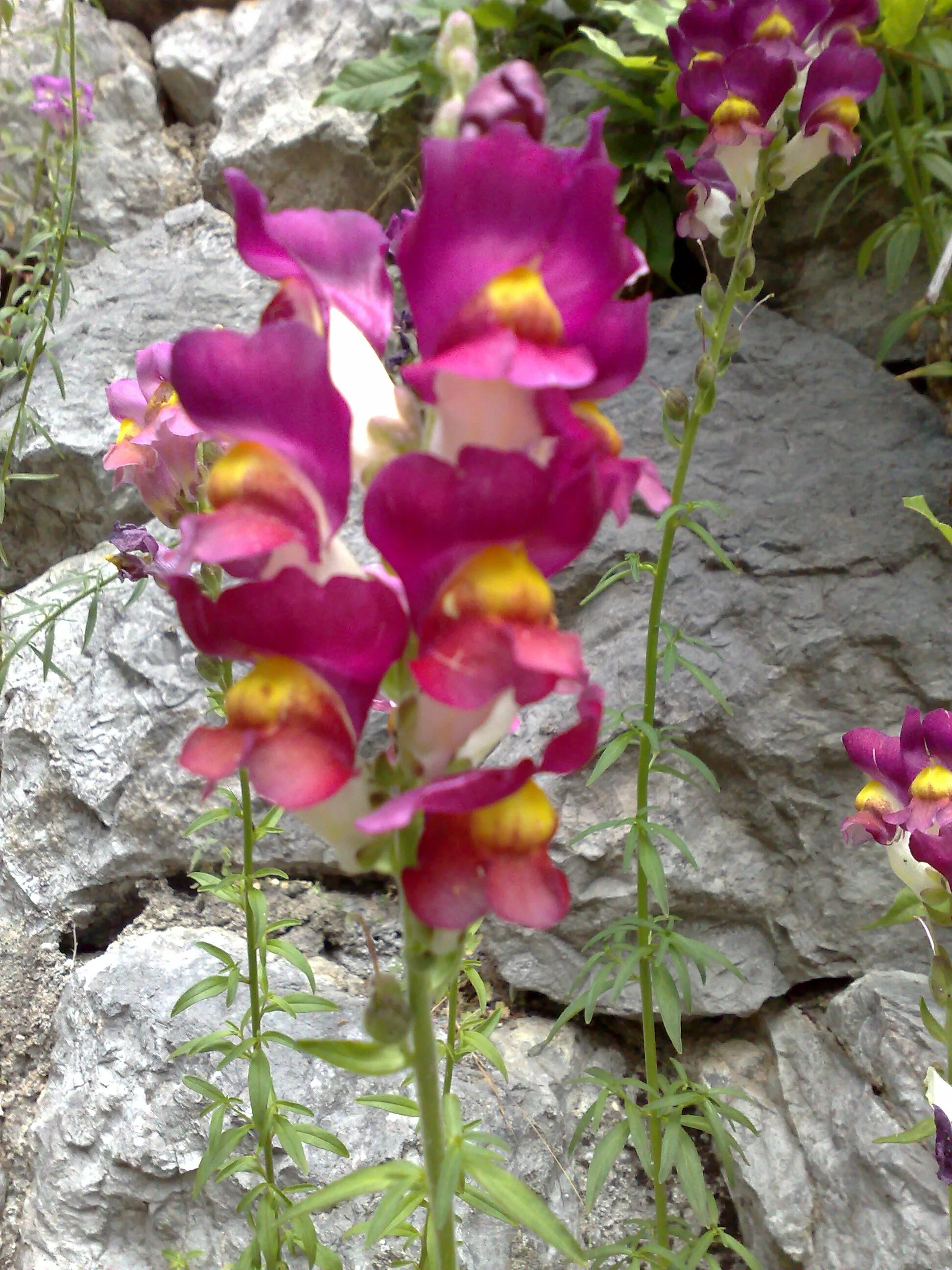 Львиный зев цветок всходы. Как сеять львиный зев. Антуриум львиный зев. Львиный зев всходы. Львиный зев цветок рассада.