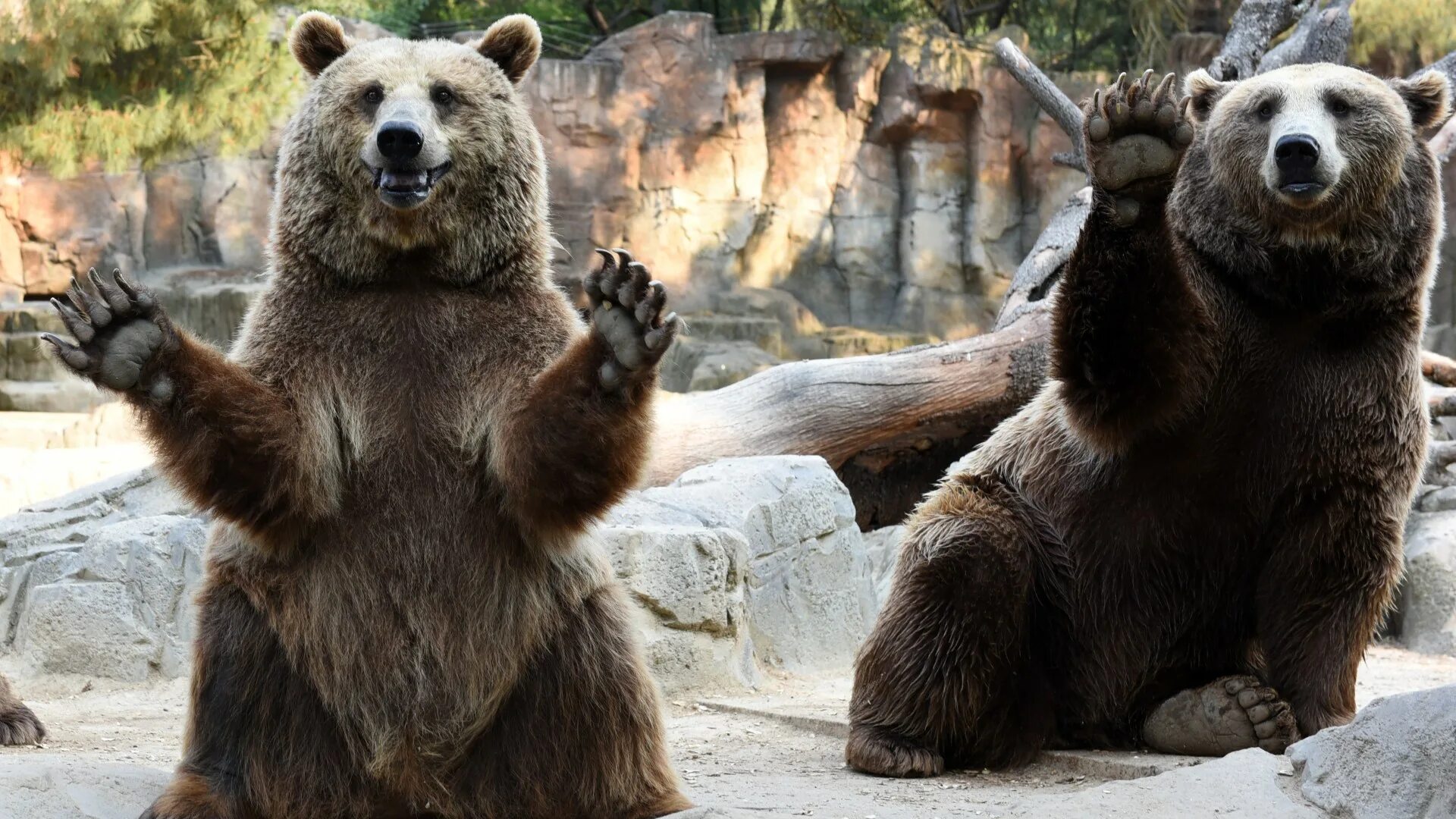 He can t bear. Забавный медведь. Прикольный медведь. Медведь с поднятой лапой. Довольный медведь.