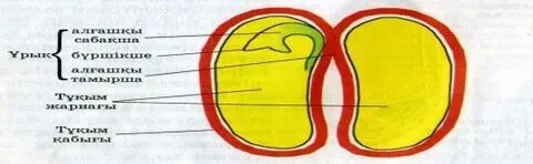 Қыздардың бәрі жалаңаш