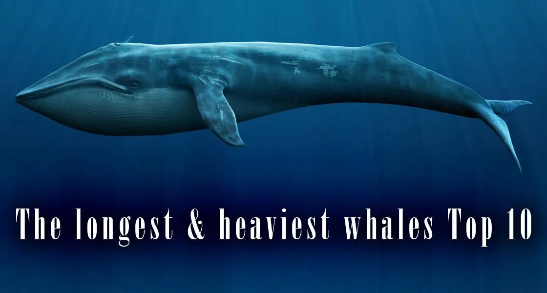 Синий размер. Синий кит (длина 33 м). Синий кит ≈ 150 тонн. Самый большой синий кит. Синий кит вес.