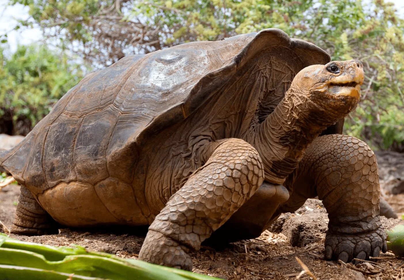 Абингдонская слоновая черепаха. Галапагосская слоновая черепаха. Абингдонская слоновая черепаха одинокий Джордж. Галапагосская черепаха Джордж. Абингдонская слоновая