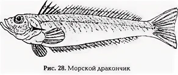 Скат хвостокол. Ядовитый плавник мурлок. Ядовитый мурлок. Карты мурлоков хартстоун. Синепятнистый скат-хвостокол.