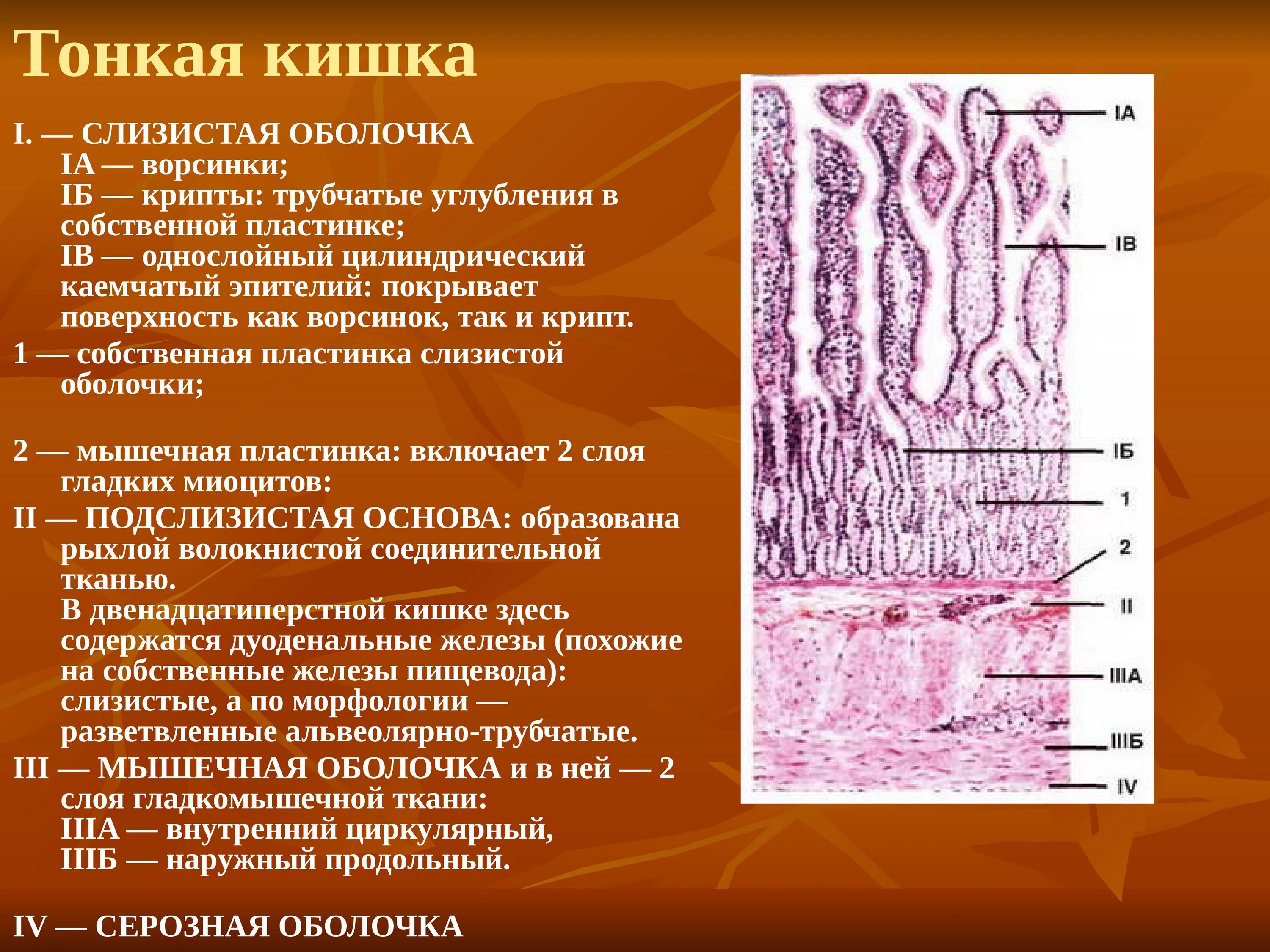 Функции слизистой кишечника. Эпителий тонкой кишки гистология. Строение слизистой оболочки кишки гистология. Толстая кишка кишечник гистологии. Строение ворсинки эпителия кишечника.