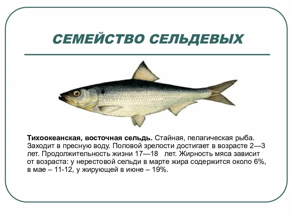 Семейство рыб 9 букв сканворд. Семейство карповых сазан. Семейство тресковых рыб список с фото и названиями и описанием. Представители семейства карповых. Семейства окуневых список.
