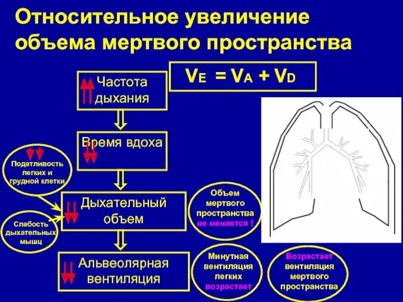 Альвеолярная вентиляция легких. Альвеолярная вентиляция лёгких.. Объем мертвого пространства дыхательной системы. Объем альвеолярной вентиляции.