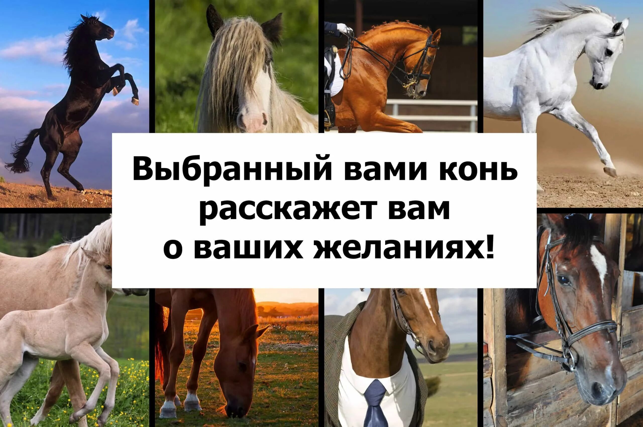 Конь тест. Тест выбрать лошадь. Выбор коня. Интересные тесты о лошадях.