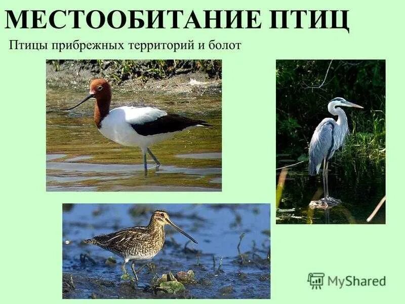 Водоплавающие птицы характеристика. Водоплавающие птицы. Местообитание водных птиц. Птицы водоплавающие и околоводные. Птицы открытых водных пространств.