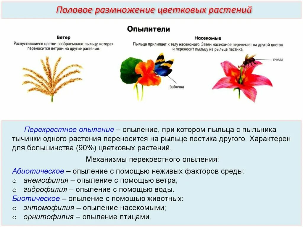 Половом размножении цветковых растений. Опыление покрытосеменных растений. Способы опыления цветковых. Способы опыления растений. При самоопылении пыльца