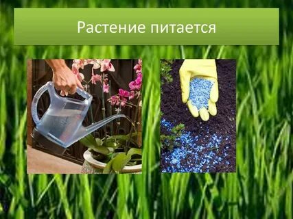 Какими растениями питается