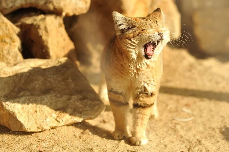 Кошка пустыни. Барханный кот. Барханный песчаный кот. Барханная кошка (Песчаная кошка). Барханный кот домашний.