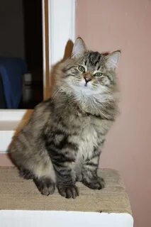 Вес сибирских котят