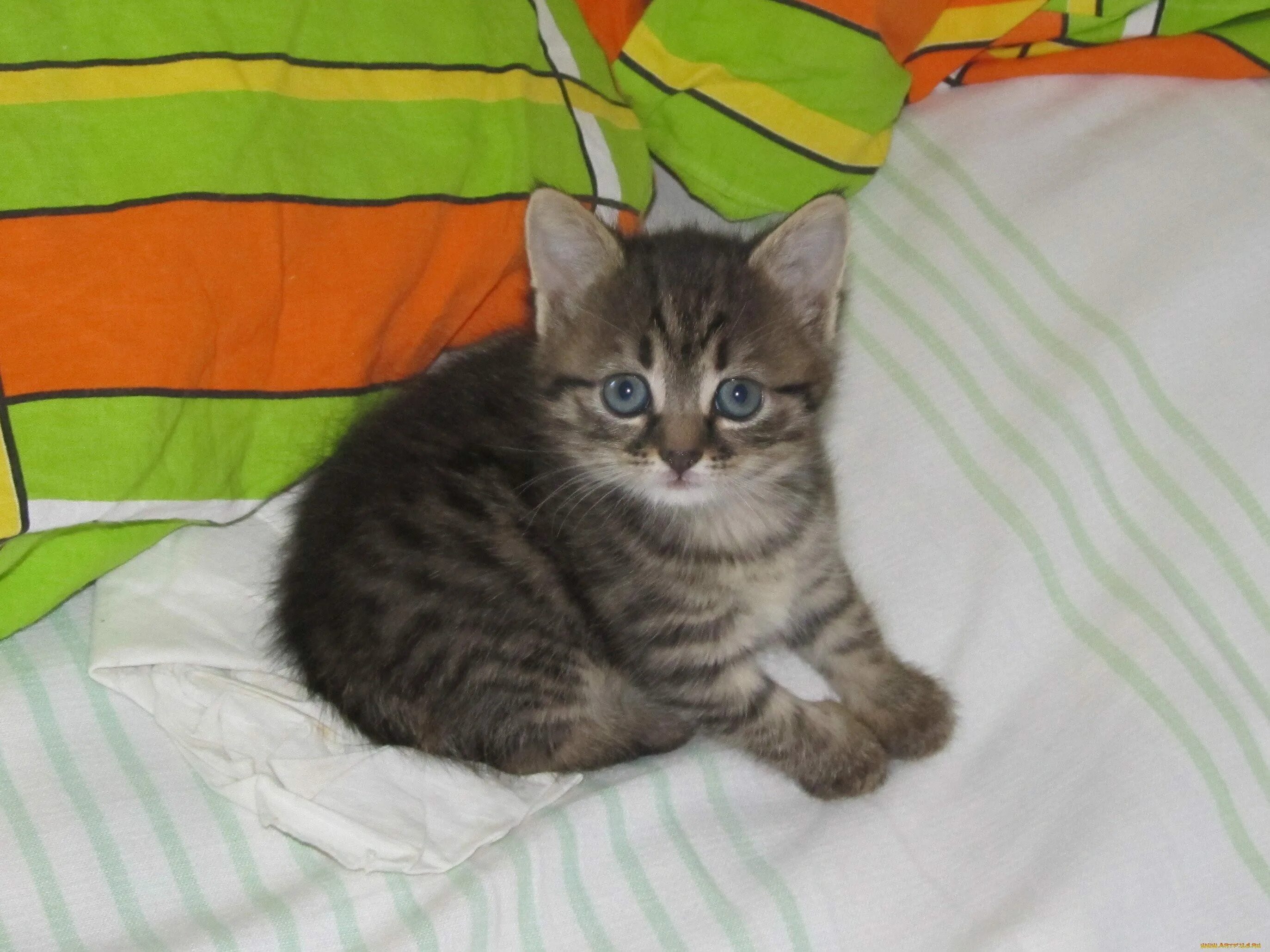 Котята серый коричневый. Полосатый котенок. серый котенок с полосками. обычные полосатые котята. котята в полосочку.