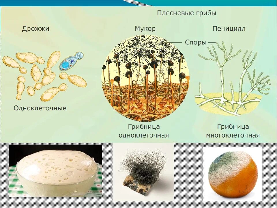 Мукор царство грибов. Строение гриба мукор пеницилл дрожжи. Одноклеточные грибы дрожжи строение. Строение плесени мукора. Плесневые грибы. Пеницилл и дрожжи.