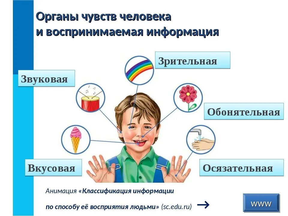 Какой орган воспринимает информацию. Органы чувств человека. органы чувств информация. органы чувств человека и воспринимаемая информация. информация про органы чувств человека.