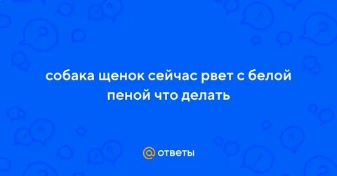 Почему собаку рвет желтой пеной