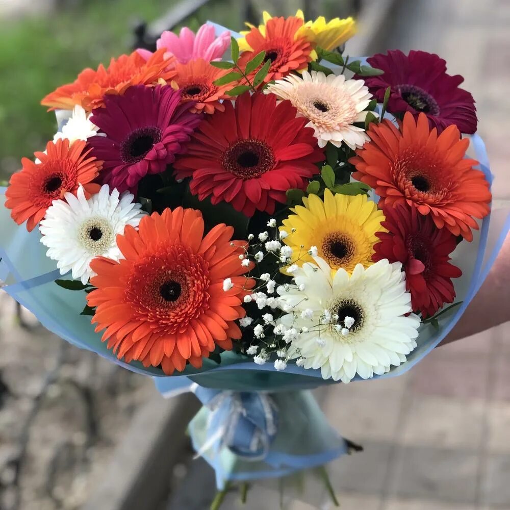 букет из гербер 25шт. гербера k284. гербера цветок фото букет. гербера мадейра. гермини цветок.