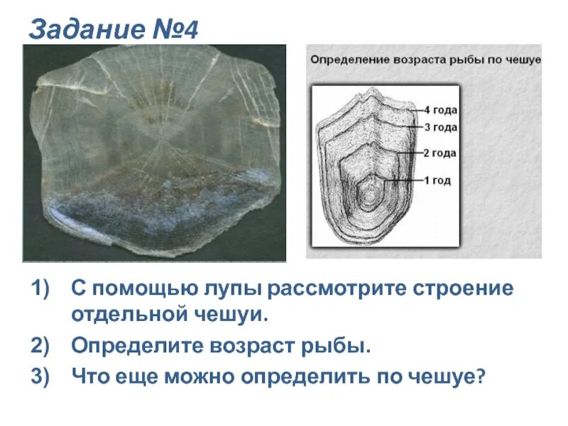 С помощью лупы рассмотрите строение отдельной чешуйки