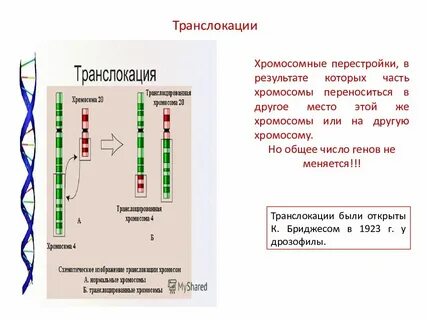Карта генов