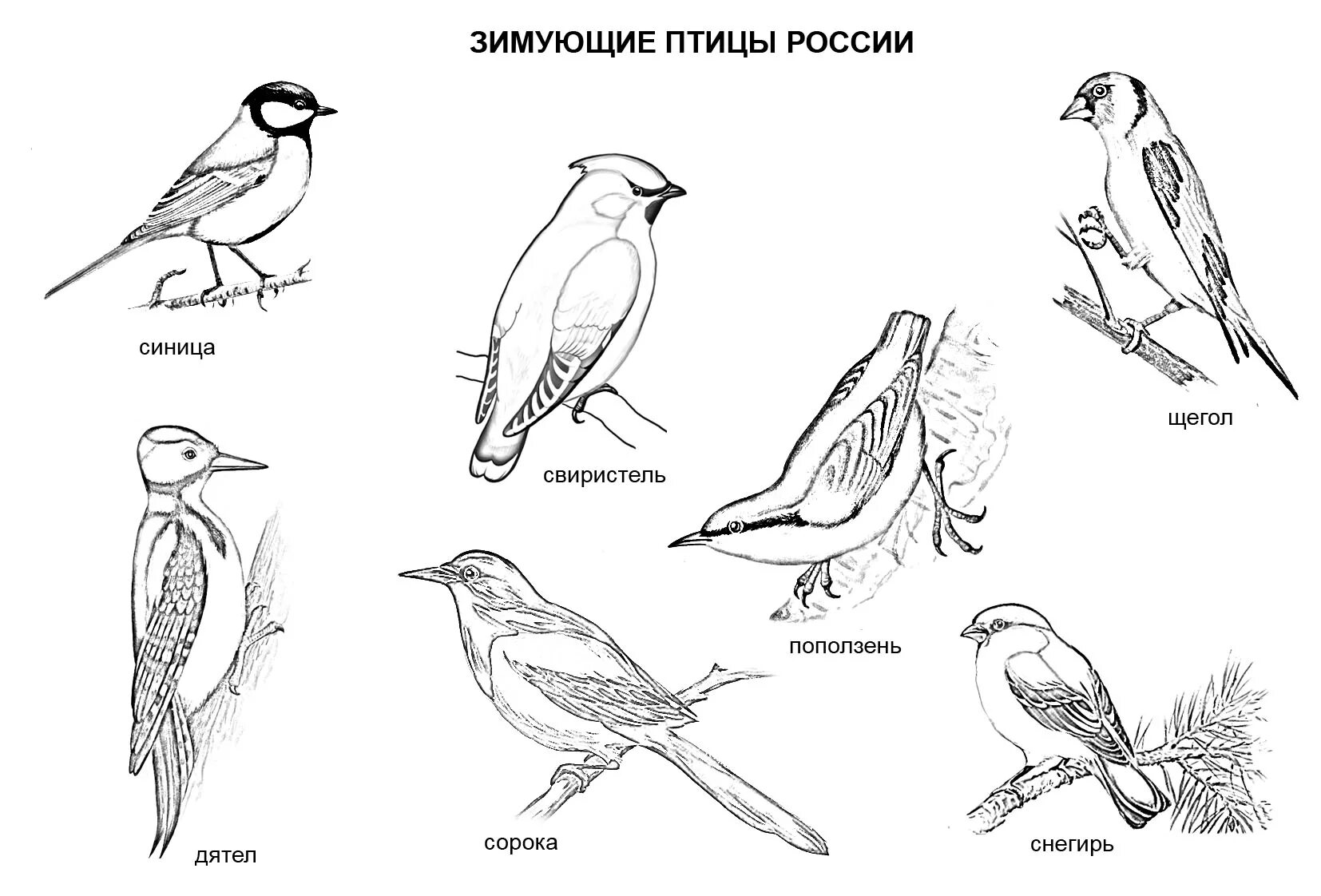 Перелетные птицы раскраски с названиями. Перелетные и зимующие птицы России задания для детей. Зимующие птицы России задания для дошкольников. Зимующие и перелетные птицы России для дошкольников. Раскраска перелетные птицы Сибири.