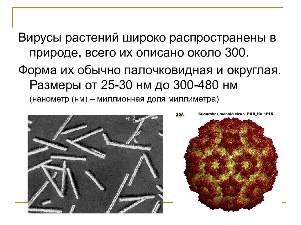 Царства живых организмов вирусы. Биология царства живой природы вирусы. Растения и вирусы общий признак. Впр по биологии вирусы бактерии растении. Бактерии грибы растения животные это царство.