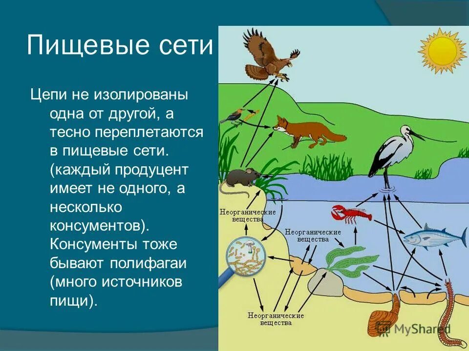 Цепь питания реки