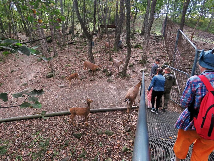 Сафари серенгети + занзибар -вулкан. Виндзорский сафари парк. Кения парк сафари найроби. Сафари парк экскурсии. Сафари парк экскурсии.