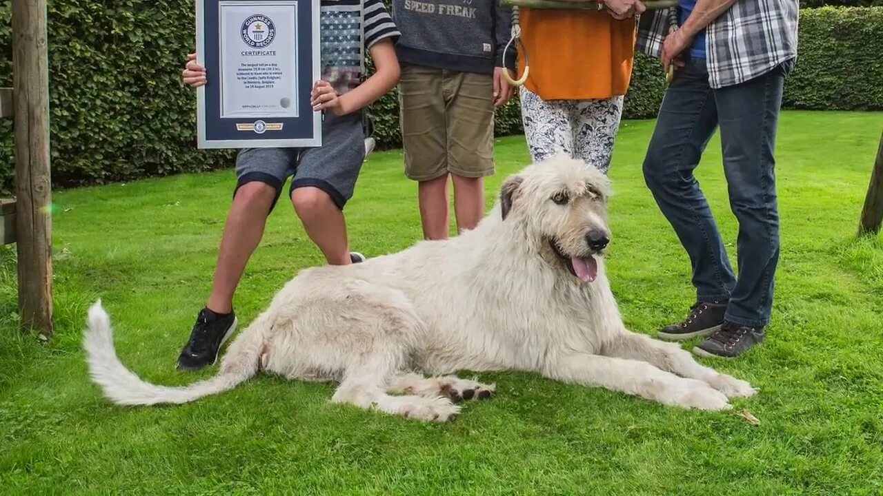 Ronda s dog is not long. Ирландский волкодав Кеон. Ирландский волкодав хвост. Порода собак с самым длинным хвостом. Собака с самым длинным хвостом в мире.