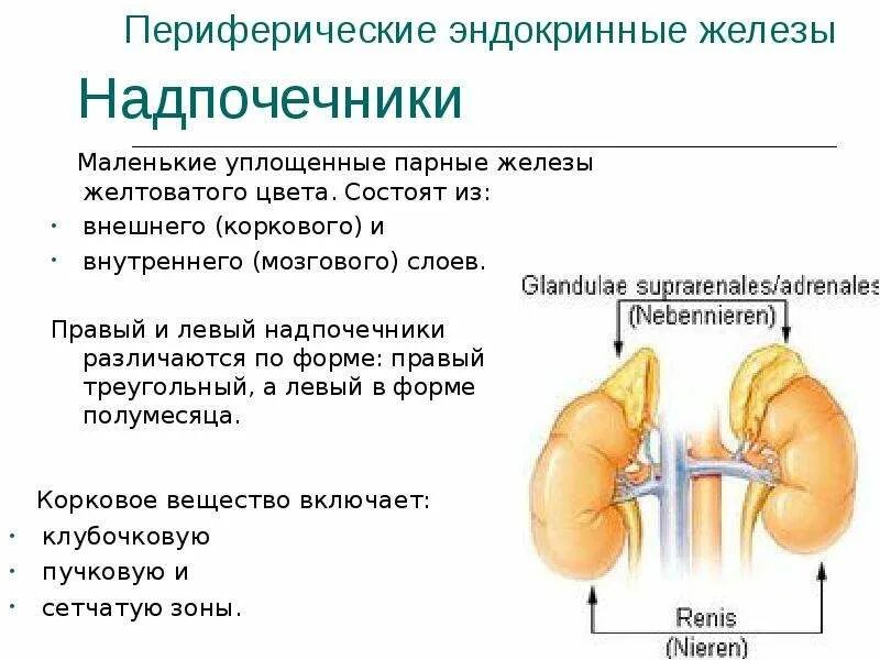 Парной железой является. Функции железы внутренней секреции надпочечники. Надпочечники эндокринная система. Надпочечники это парные железы.